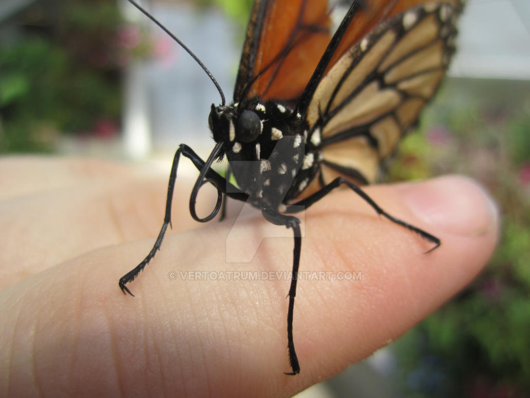 Butterfly Closeup 22
