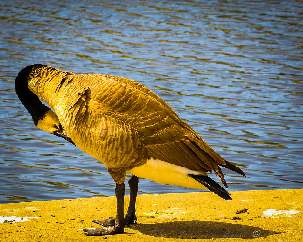 Golden Goose by ExcaliburBlade on DeviantArt