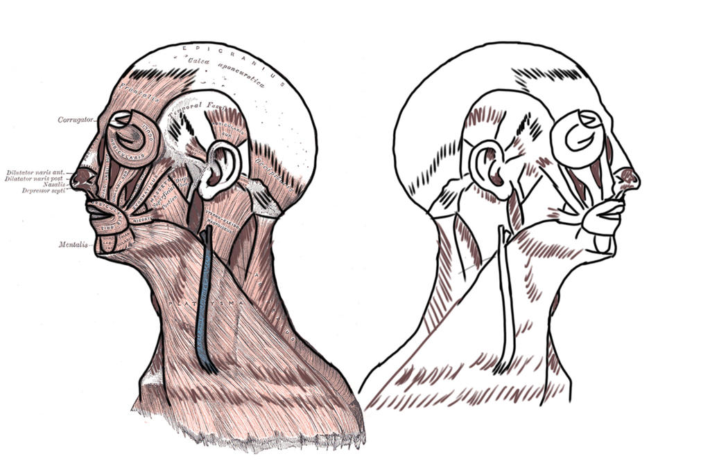 Human Anatomy - Head Profile Muscles by girelephant2 on DeviantArt